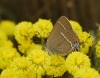 Satyrium spini