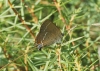Satyrium spini