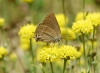 Satyrium spini