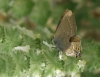 Satyrium spini