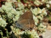 Satyrium spini