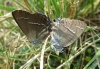 Satyrium spini