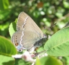 Satyrium spini