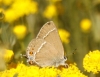 Satyrium spini