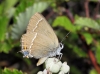 Satyrium spini