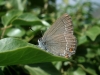 Satyrium acaciae Satyrium acaciae