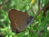 Satyrium esculi Satyrium esculi