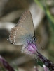 Satyrium esculi Satyrium esculi