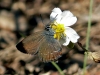Satyrium esculi Satyrium esculi