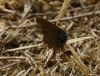 Satyrium sp.