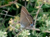 Satyrium spini