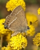 Satyrium spini