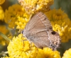 Satyrium spini