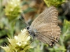 Satyrium spini
