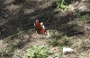 Aglais io Aglais io