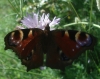 Aglais io Aglais io