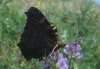 Aglais io Aglais io