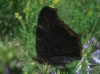 Aglais io Aglais io