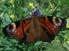 Aglais io Aglais io