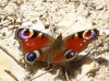 Aglais io Aglais io