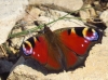Aglais io Aglais io