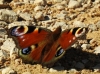 Aglais io Aglais io