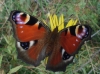 Aglais io Aglais io