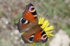Aglais io Aglais io