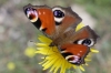 Aglais io Aglais io