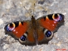 Aglais io Aglais io
