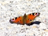 Aglais io Aglais io