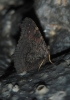 Aglais io Aglais io