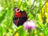 Aglais io Aglais io