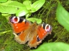 Aglais io Aglais io