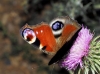 Aglais io Aglais io