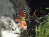 Aglais io Aglais io