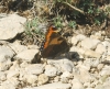 Aglais urticae Aglais urticae