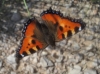 Aglais urticae Aglais urticae