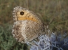Arethusana arethusa Arethusana arethusa