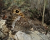 Arethusana arethusa Arethusana arethusa