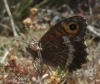 Arethusana arethusa Arethusana arethusa