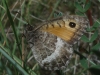 Arethusana arethusa Arethusana arethusa