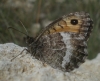 Arethusana arethusa Arethusana arethusa