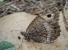 Arethusana arethusa Arethusana arethusa