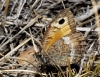 Arethusana arethusa Arethusana arethusa