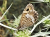 Arethusana arethusa Arethusana arethusa