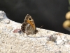 Arethusana arethusa Arethusana arethusa