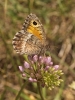 Arethusana arethusa Arethusana arethusa