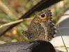 Arethusana arethusa Arethusana arethusa
