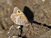 Arethusana arethusa Arethusana arethusa